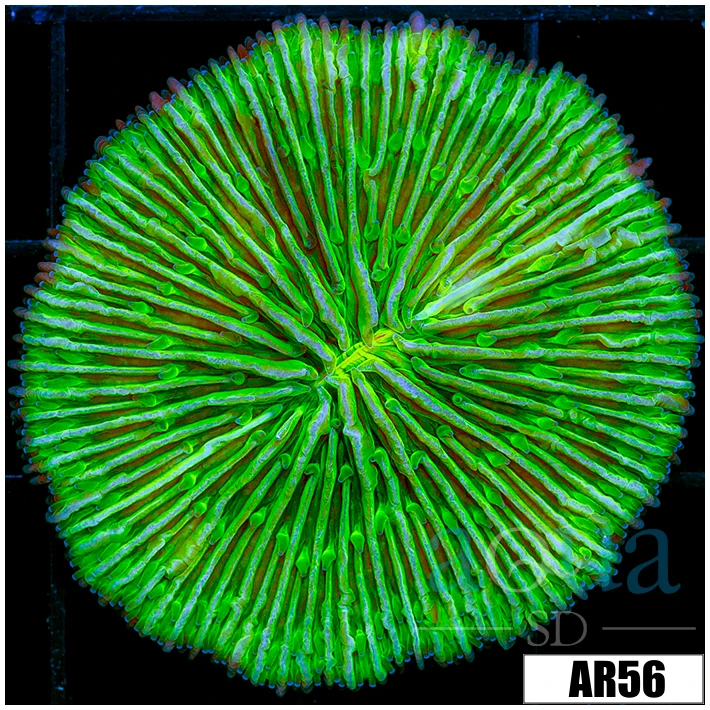 Nuclear Plate Coral