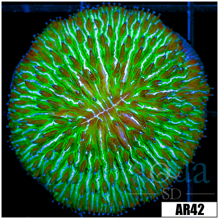 Nuclear Helmet Plate Coral