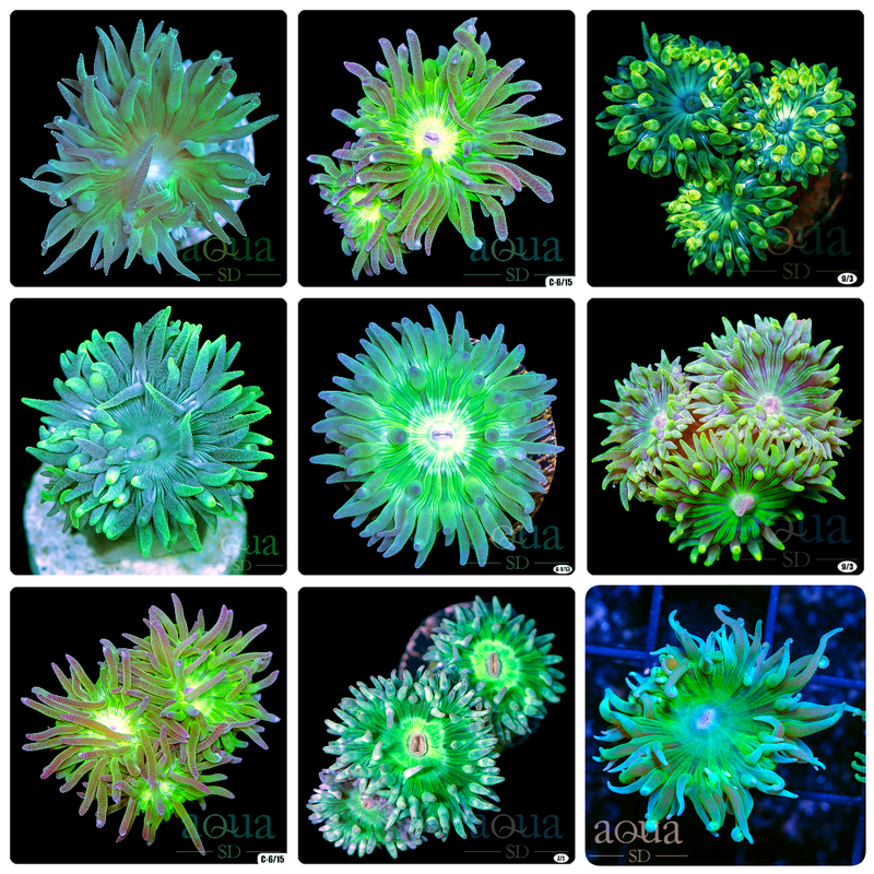 Green Ultra Duncan - Multiples Available