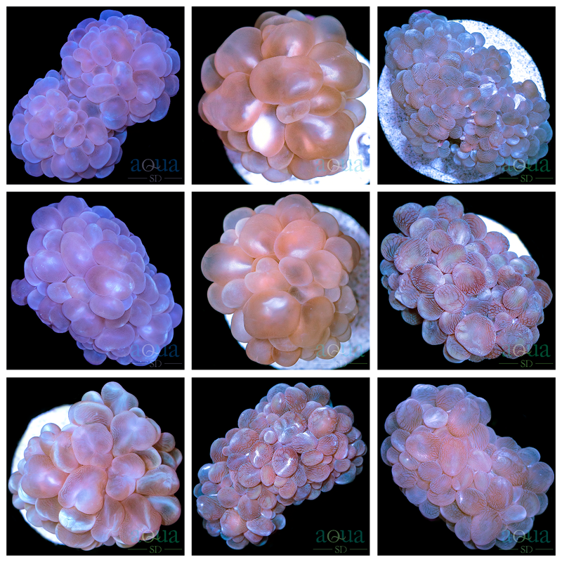 Bouncy Bubble Coral - Multiples Available