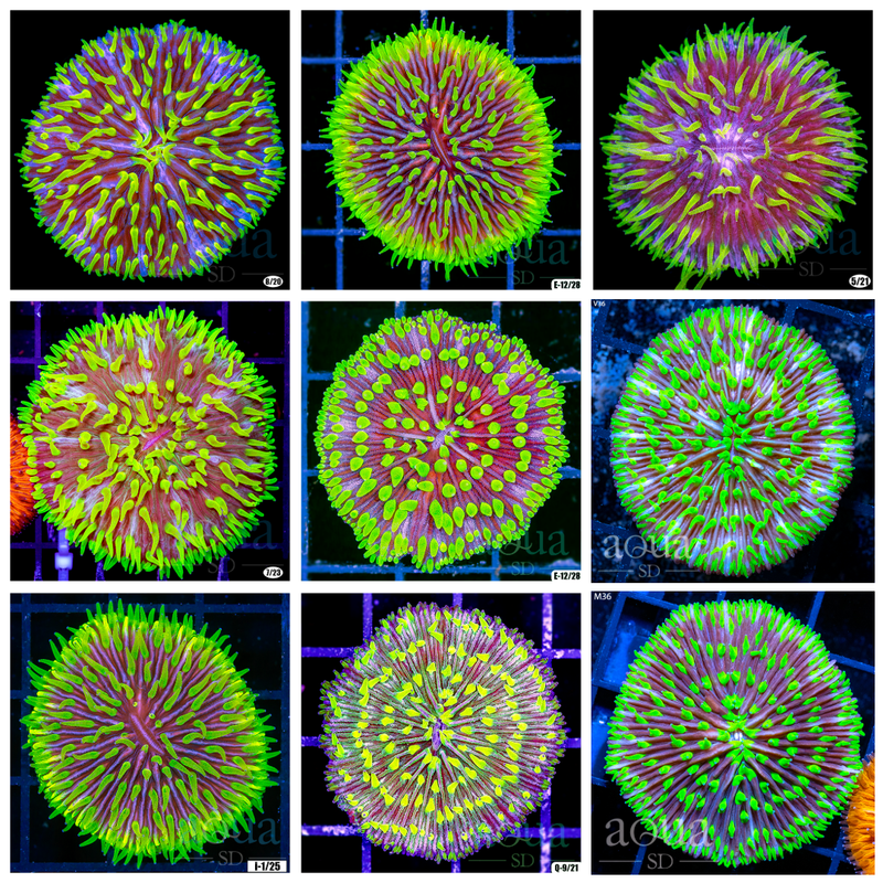 Joker Plate Coral - Multiples Available