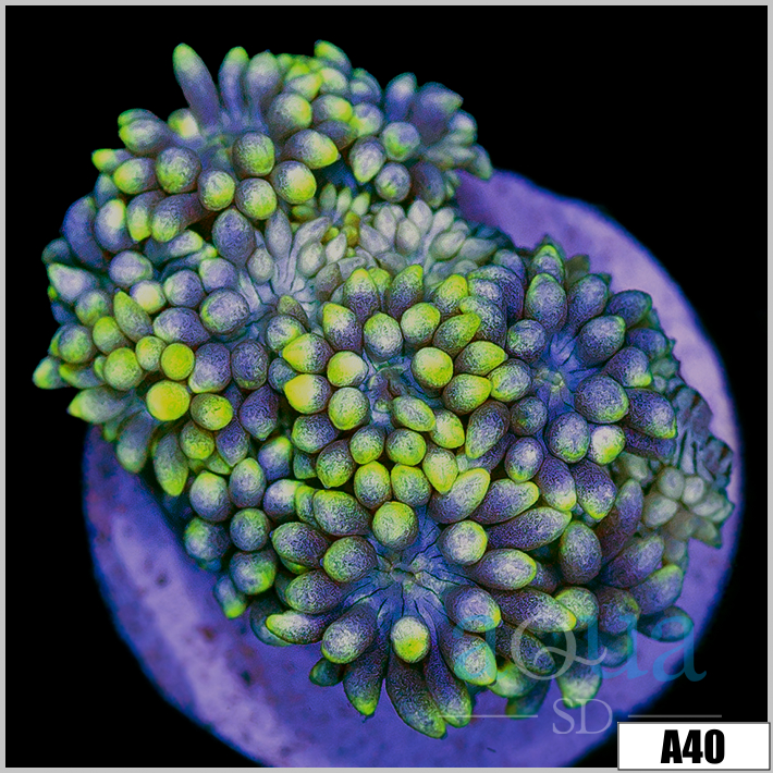 Neon Tips Goniopora