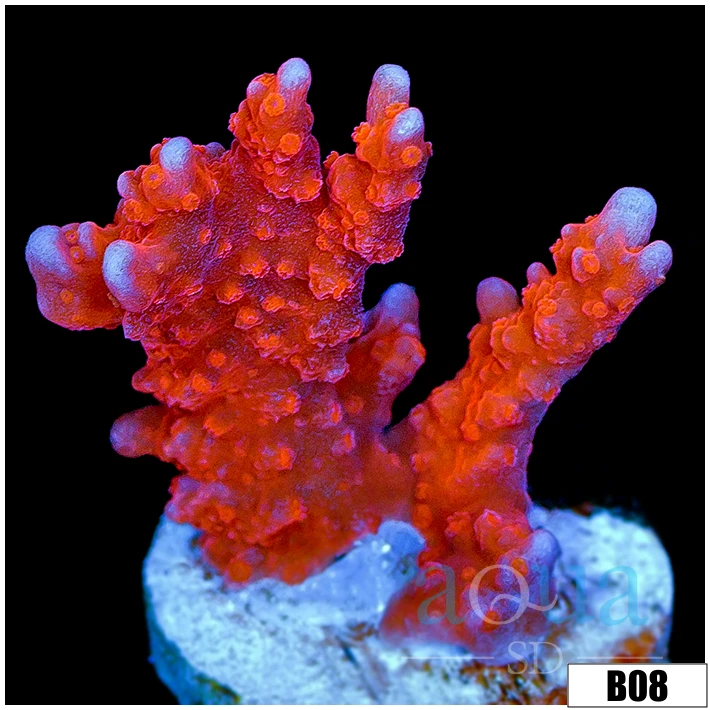 Red Montipora DIgitata