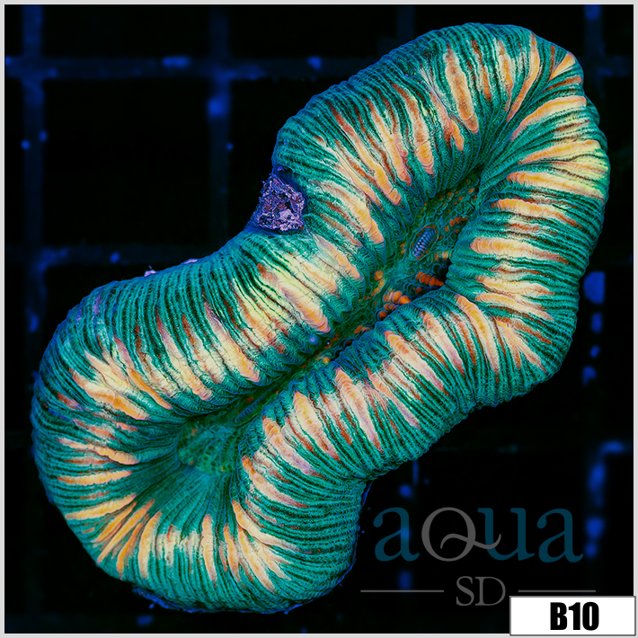 Tiger Striped Trachy