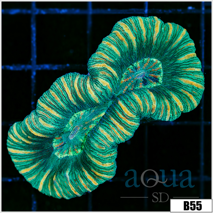 Tiger Striped Trachy