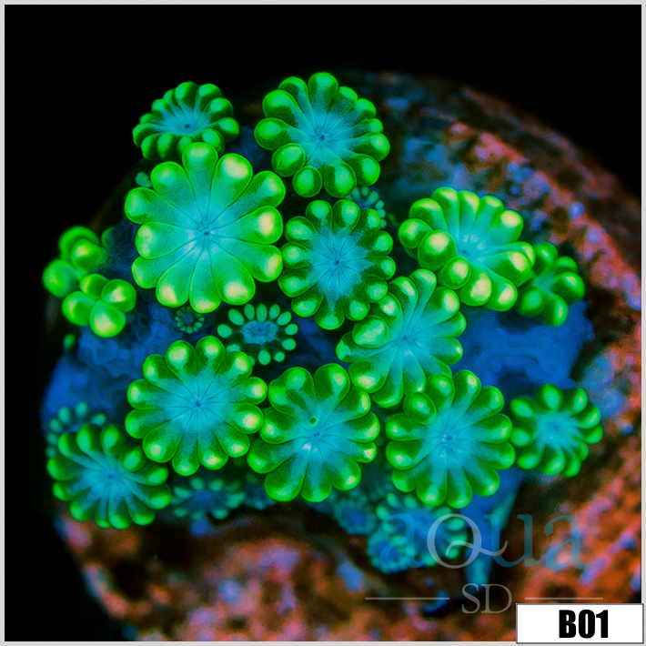 Blue Flower Alveopora