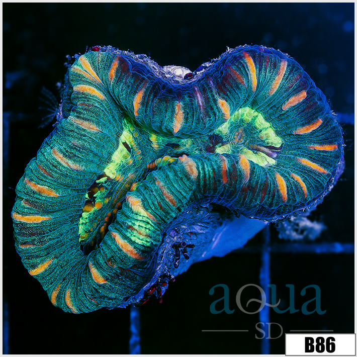 Tiger Striped Trachy