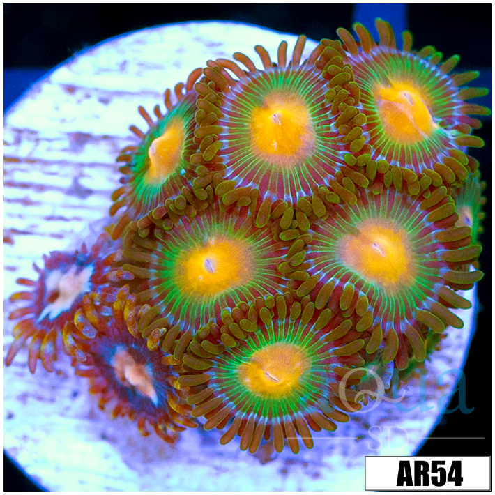 Gator Eyes Zoanthids