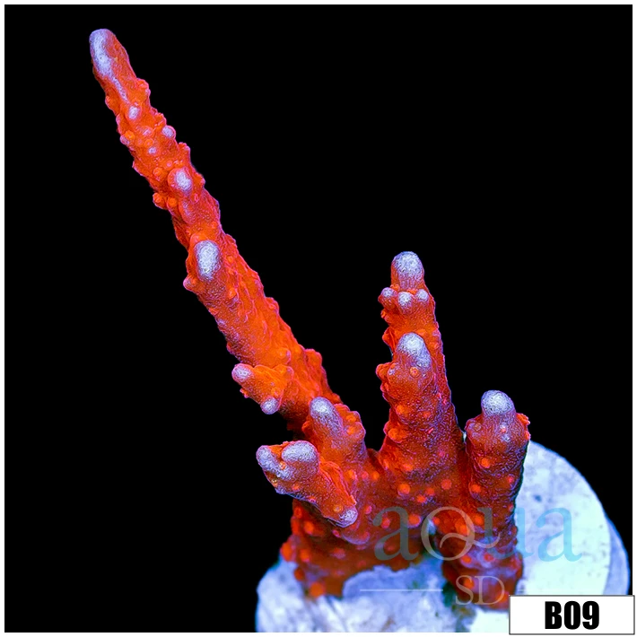 Red Montipora DIgitata
