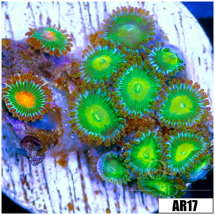 ASD Combo Zoanthids