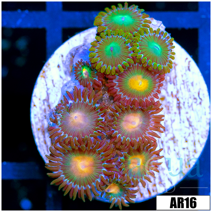 ASD Combo Zoanthids