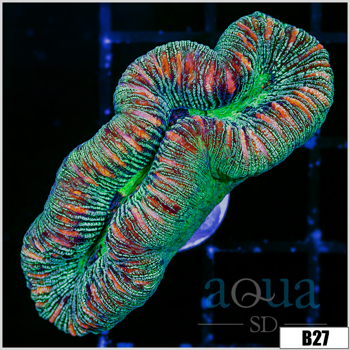 Tiger Striped Metallic Trachy