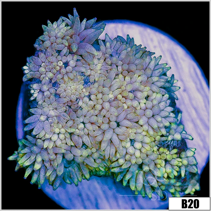 ASD Lavender Goni
