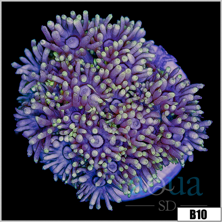 ASD Lavender Goni