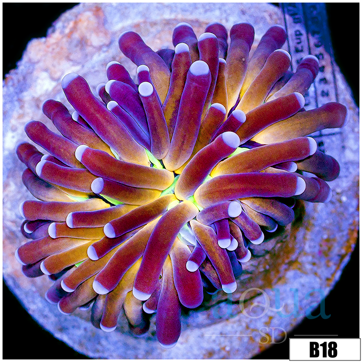 Indo Purple Tiger Torch