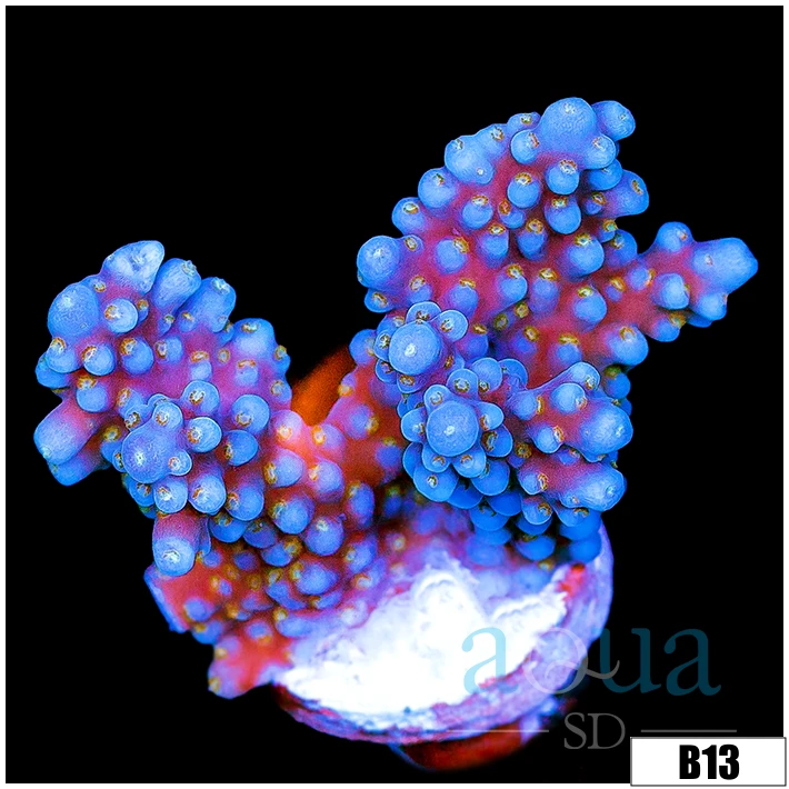 Blue Tort Acropora