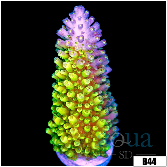 ASD Galaxy Acropora