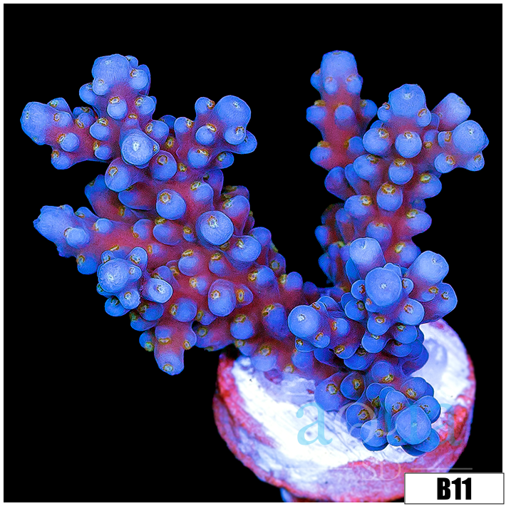 Blue Tort Acropora