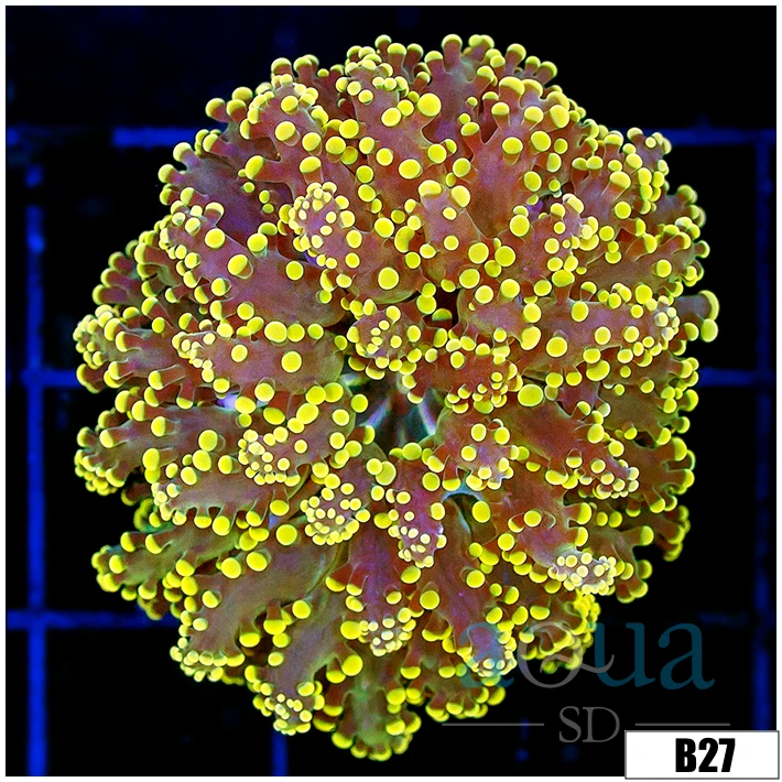 Nuclear Tips Frogspawn