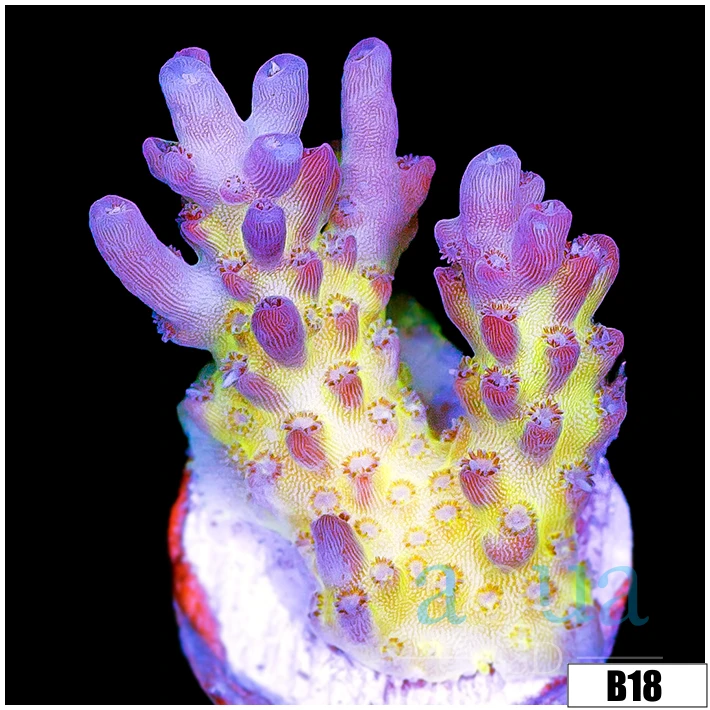 ASD Daydream Acropora