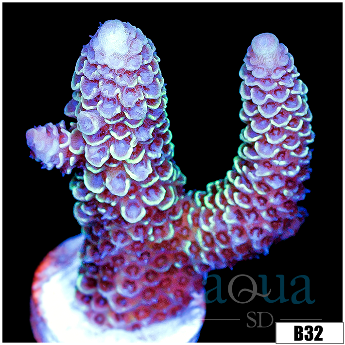 ASD Prism Acropora Spathula