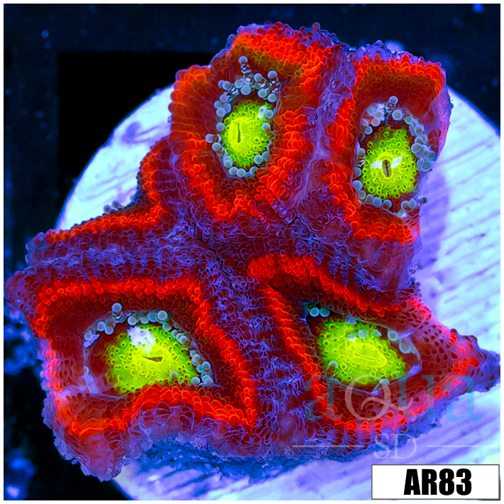 Aussie Devil Eyes Acan Lord