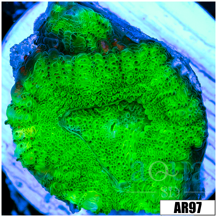 Aussie Neon Acan Lord