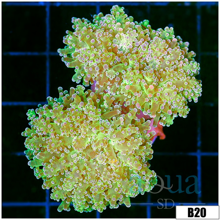 Avocado Frogspawn