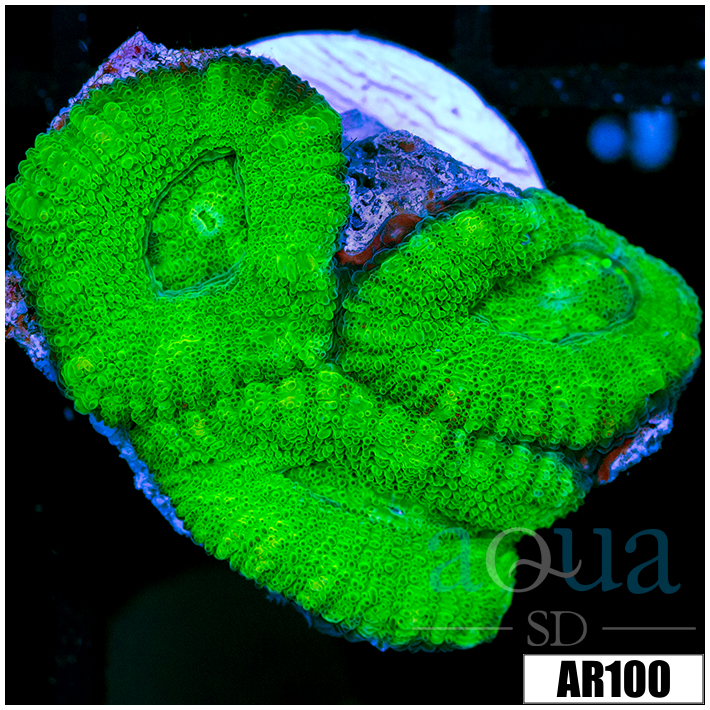 Aussie Neon Acan Lord
