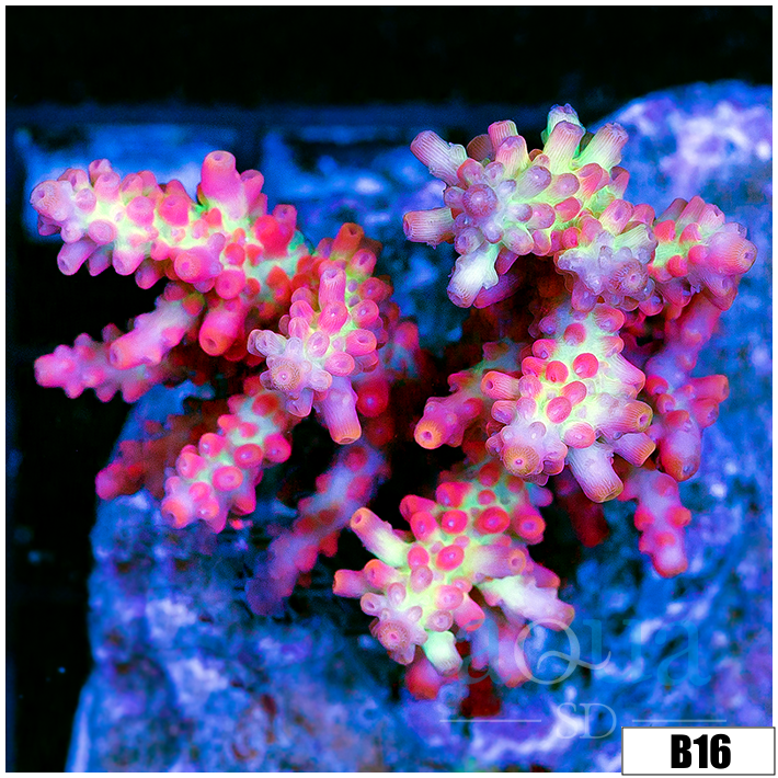 Indo Cultured Strawberry Shortcake Acropora