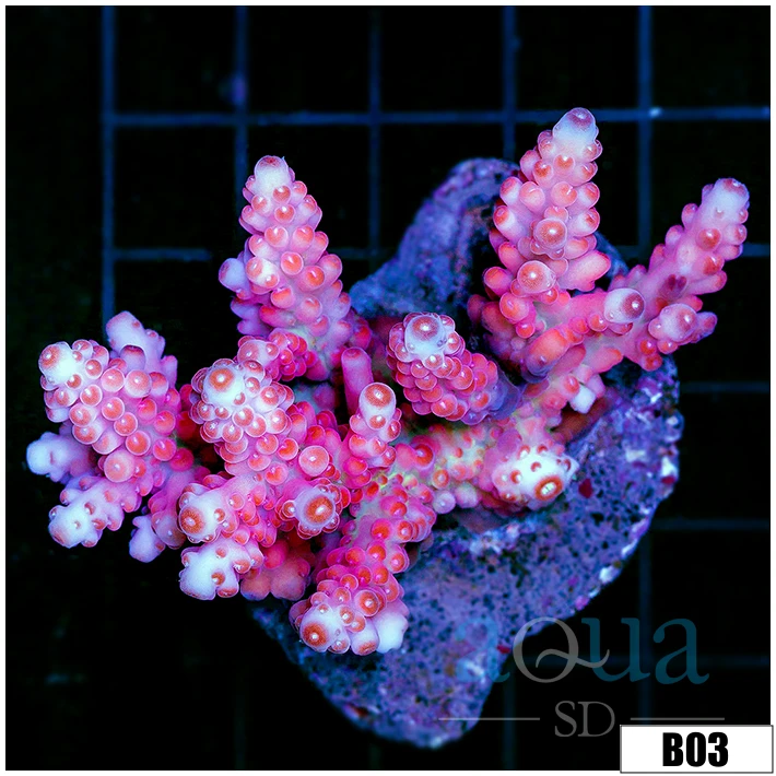 Indo Cultured Cherry Blossom Acro Colony