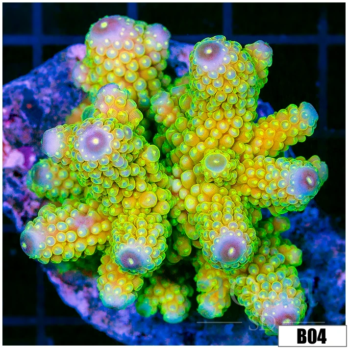 Indo Cultured Lime Difirifera Colony