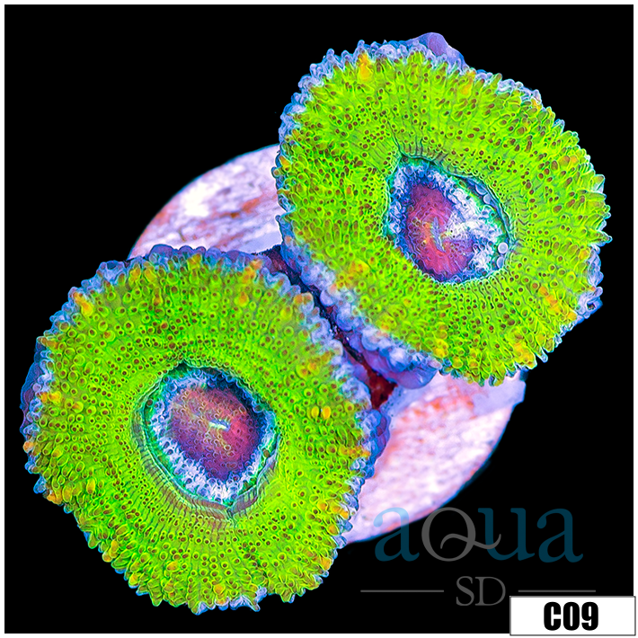 Striped Slime Acan Lord