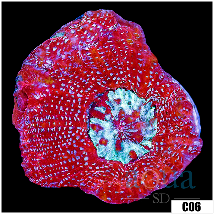 Sparkling Acan Bowerbanki