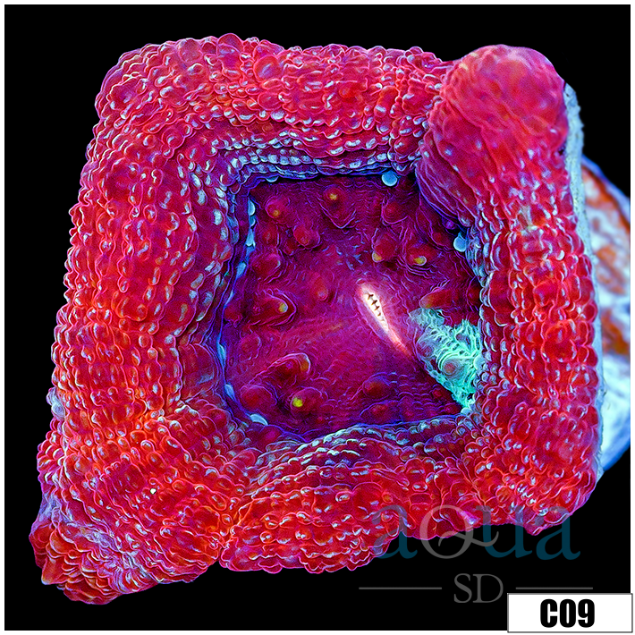 Sparkling Acan Bowerbanki