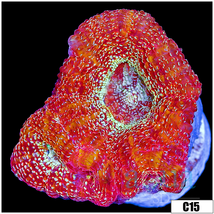 Sparkling Acan Bowerbanki