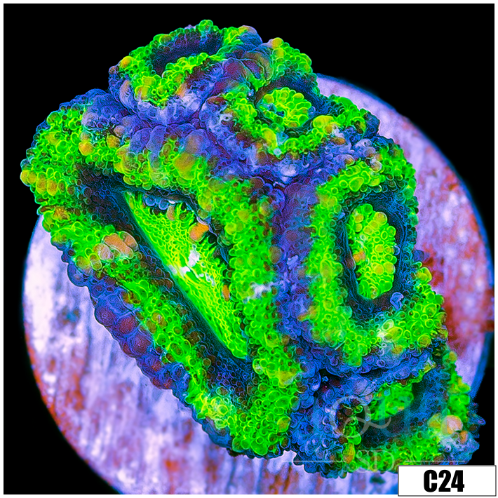UFO Acan Lord