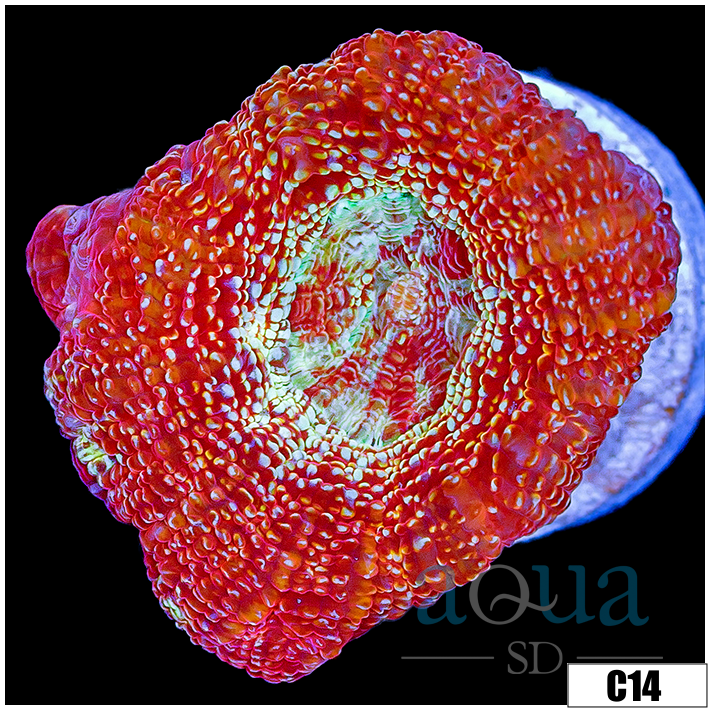 Sparkling Acan Bowerbanki