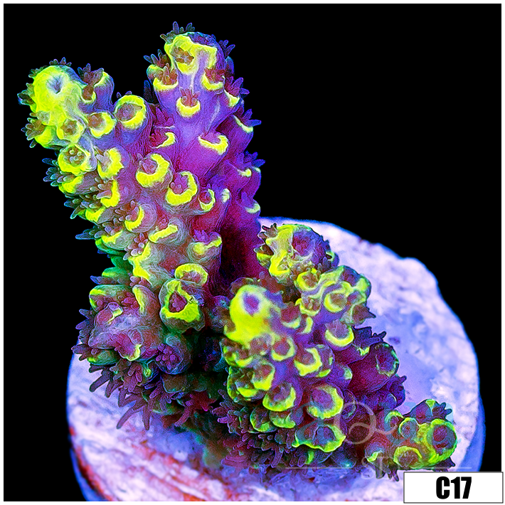 Wolverine Acropora