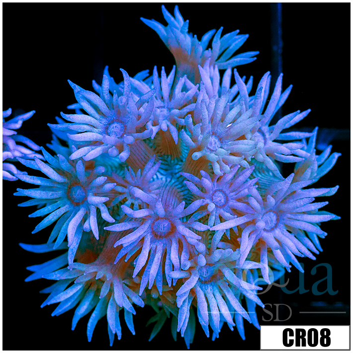 Teal Tips Goniopora