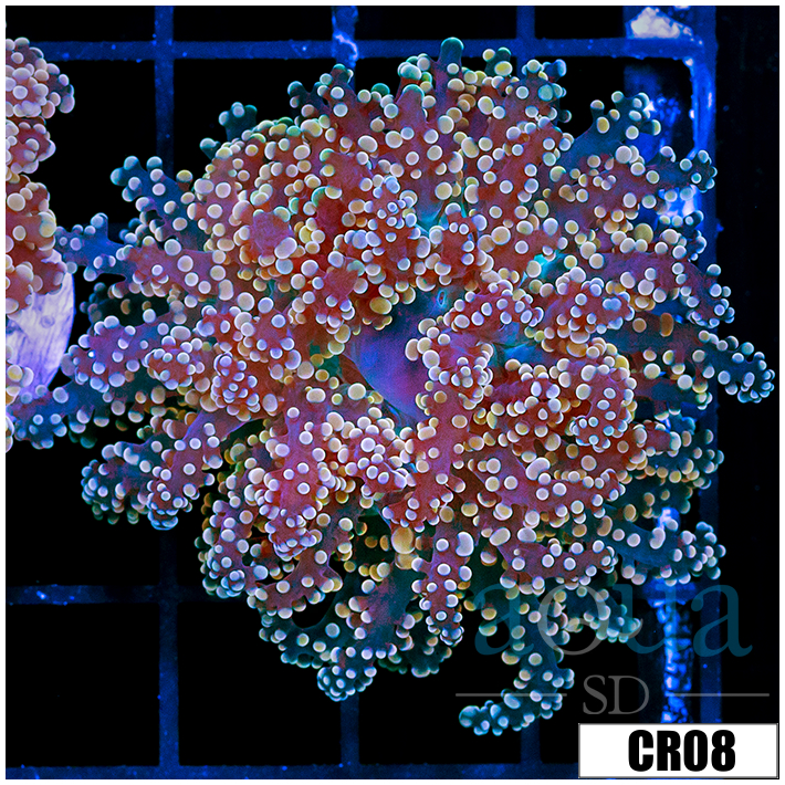 ASD Peach Frogspawn