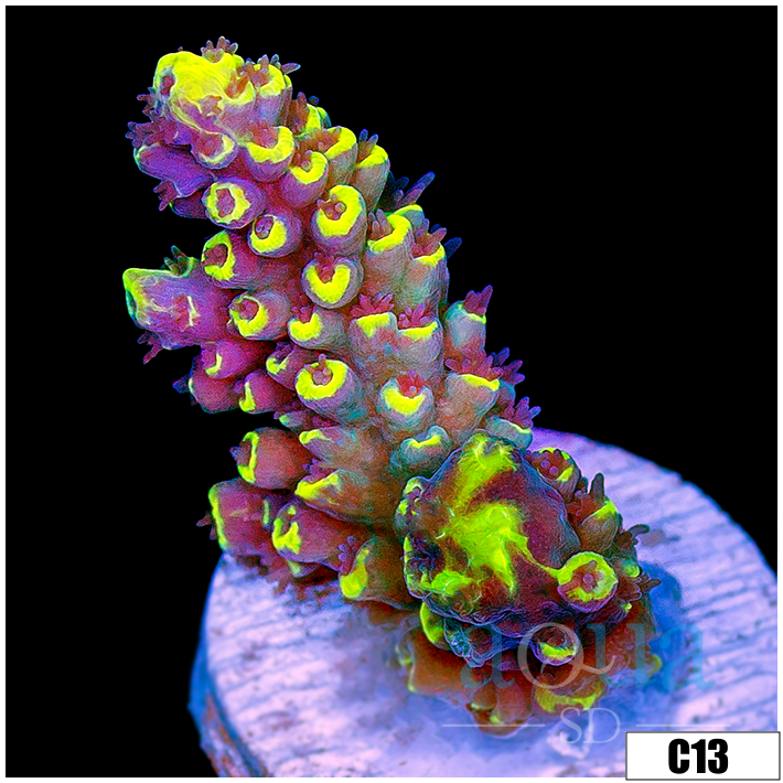 Wolverine Acropora