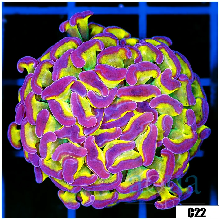 Toxic Stem Hammer