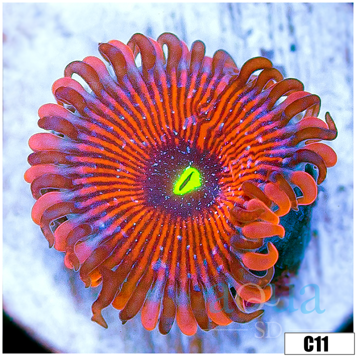 Maneater Morph Zoanthid