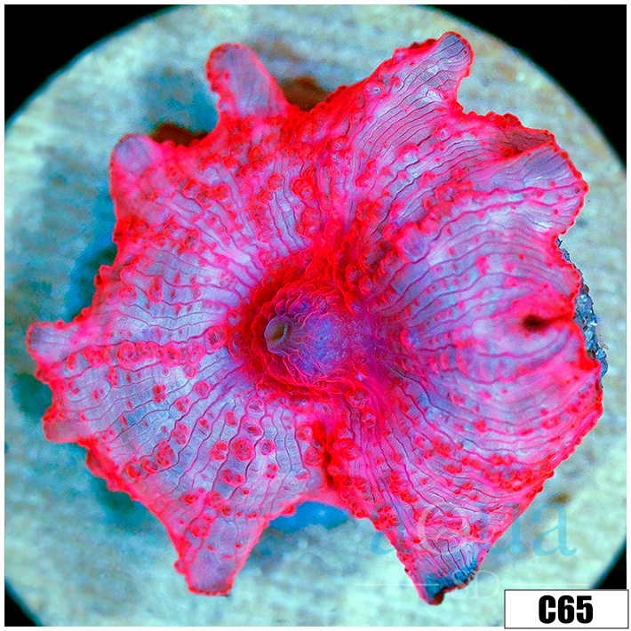 ASD Stripper Lips Discosoma Mushroom