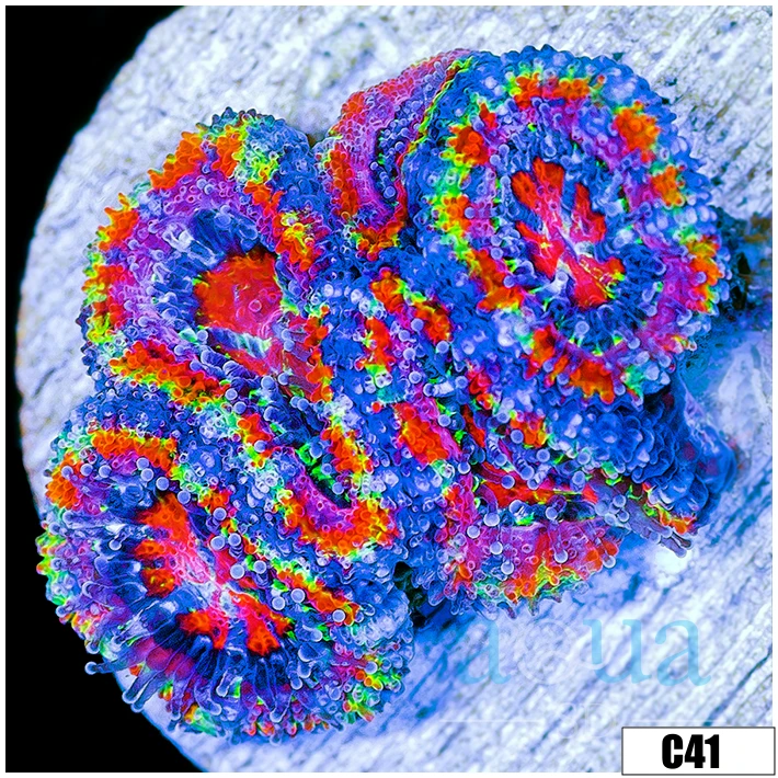 Aussie Aquacultured Rainbow Acan Lord