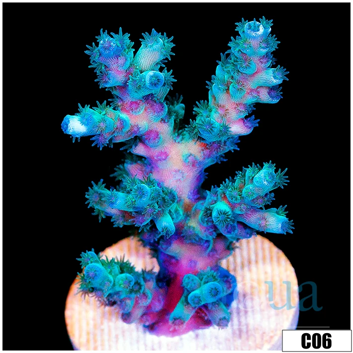 Monsoon Aquacultured Iced Tenuis