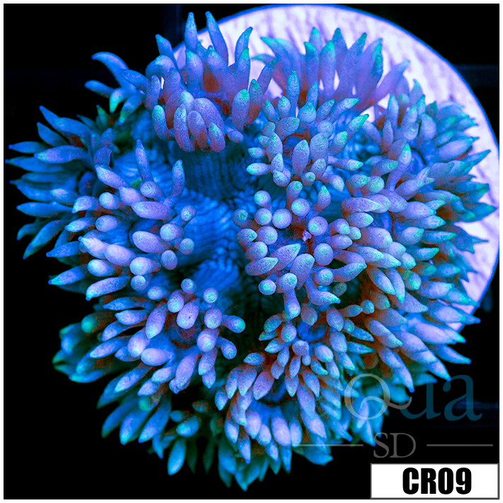 Teal Tips Goniopora