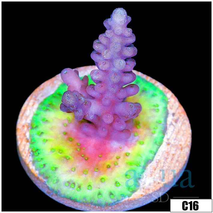 Monsoon Aquacultured Daydream Acropora