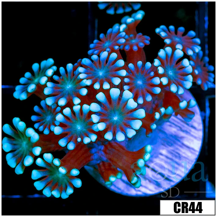 Aussie Ice Petals Alveopora